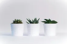 Succulent Plants