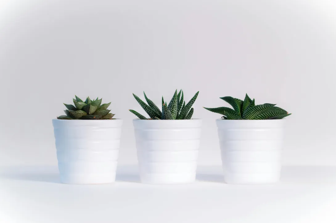 Succulent Plants